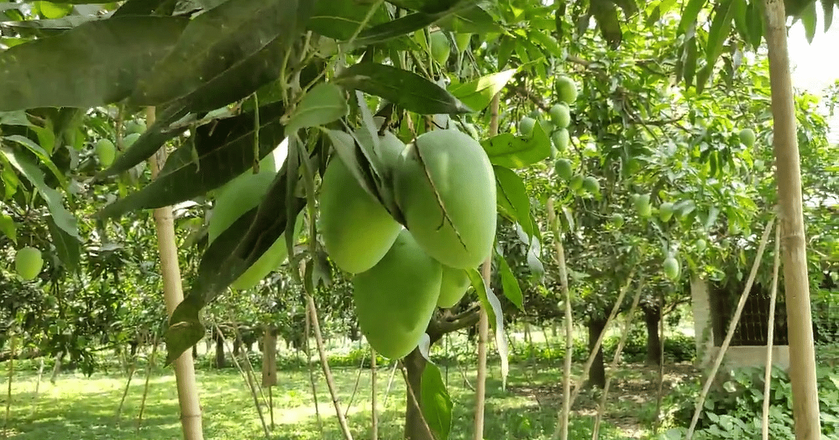 Lohardaga: Mango horticulture work started in 22 acres of Panchayats of Senha