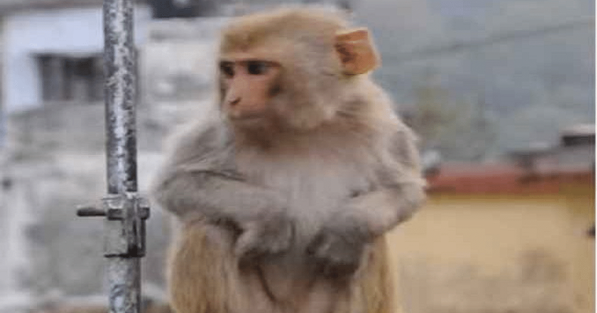 Monkey abducted a four-month-old sleeping in Rampur, threw her down from the roof, got 12 stitches on her head