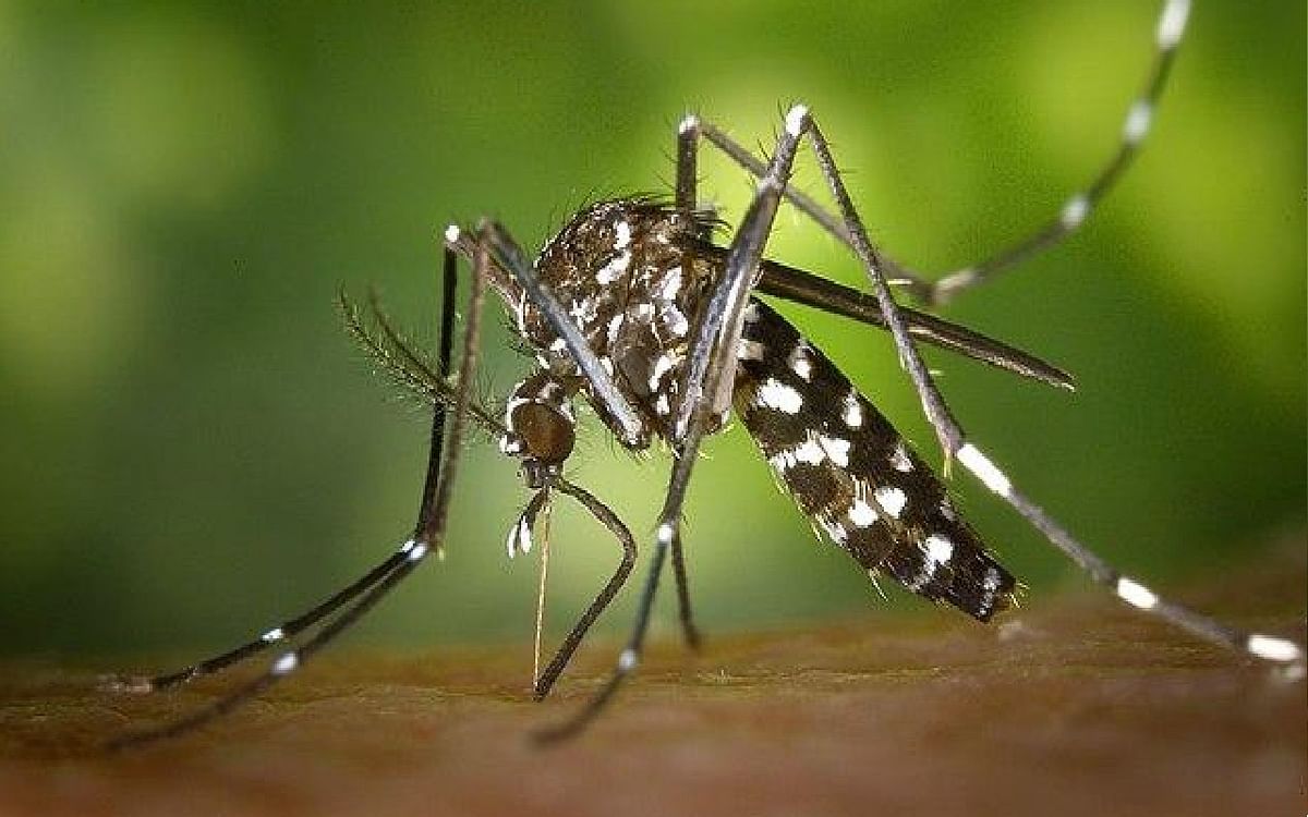 More than 5000 dengue cases in Bengal, 12 killed so far, State Health Department in alert mode