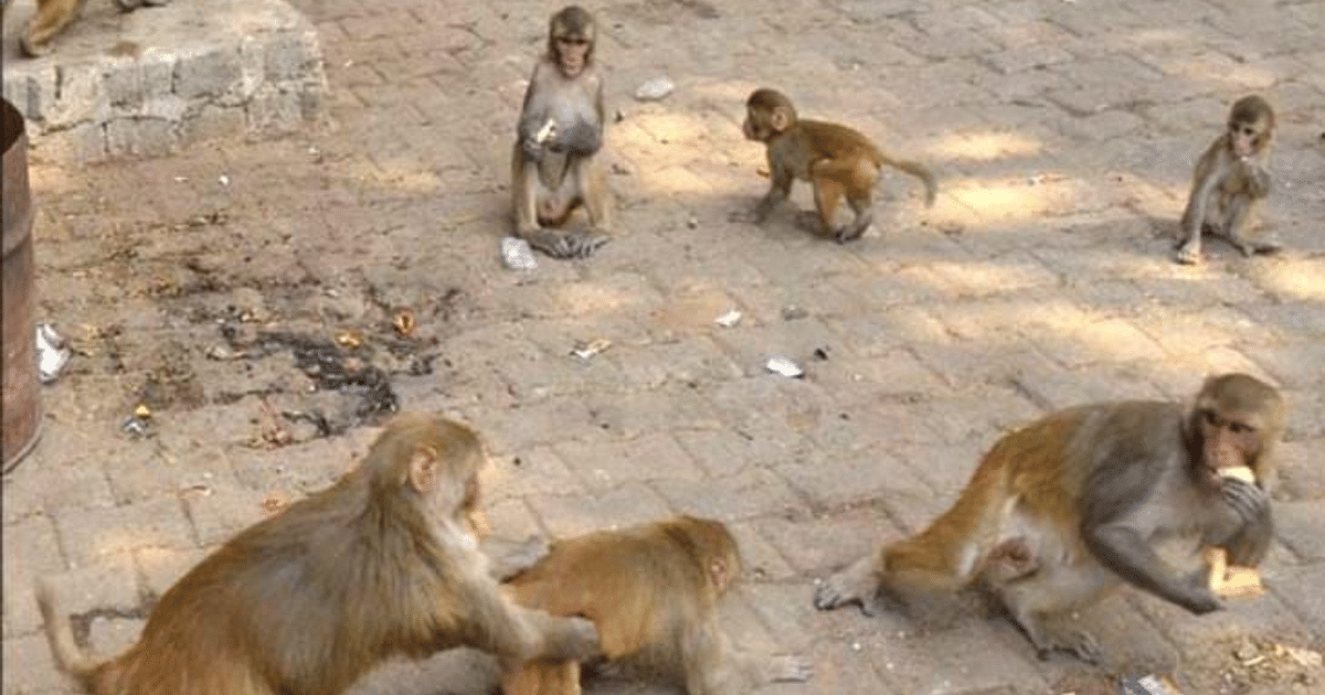 TB patients made monkeys of Mathura-Vrindavan patients, report of IVRI Bareilly, know what will happen now?