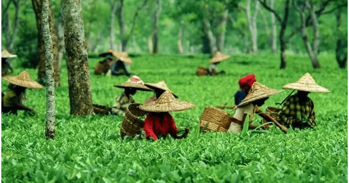 Tea floor price will impact India's export competitiveness