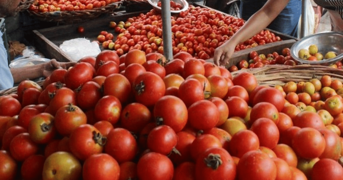 Tomato Price: Due to the increase in the arrival in the retail market, tomatoes will be seen again in the pan, the government told this big thing