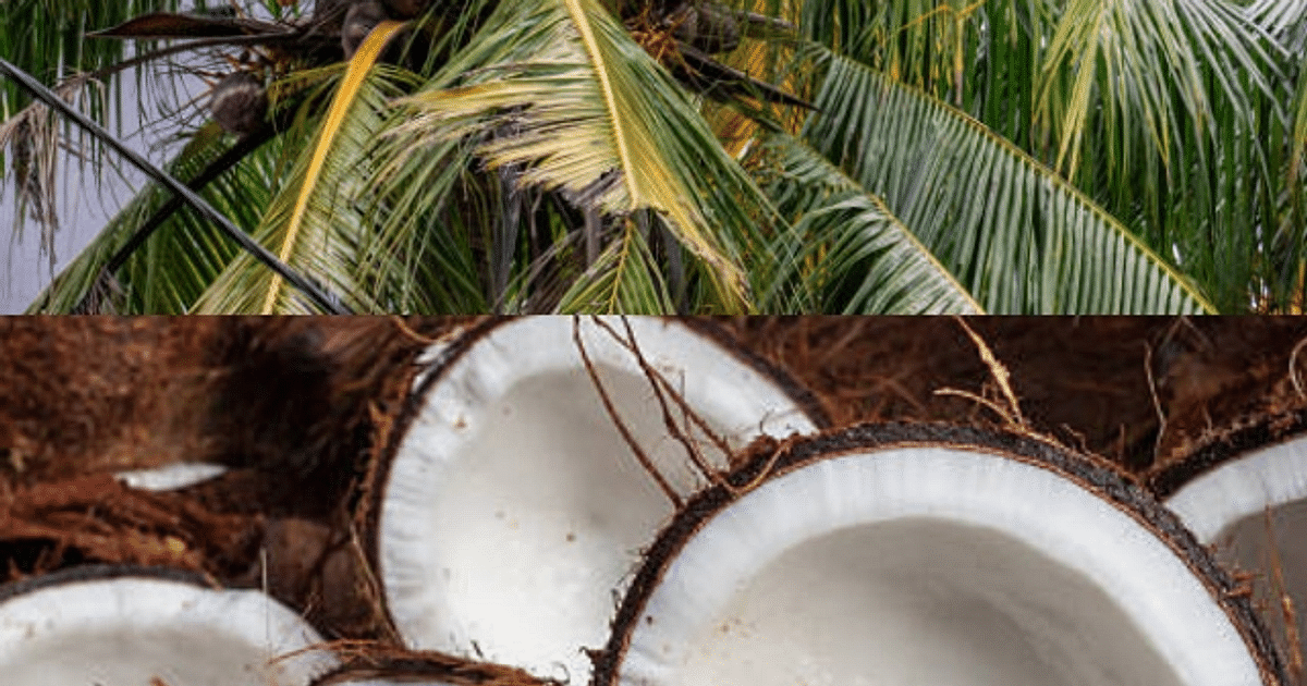 World Coconut Day 2023: Include some healthy coconut in your diet like this