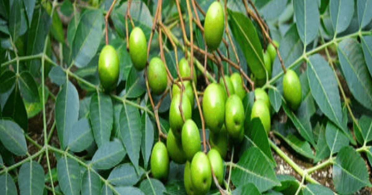 Health Care: There is magic of health in bitter neem, if you eat it daily then know what gift you will get