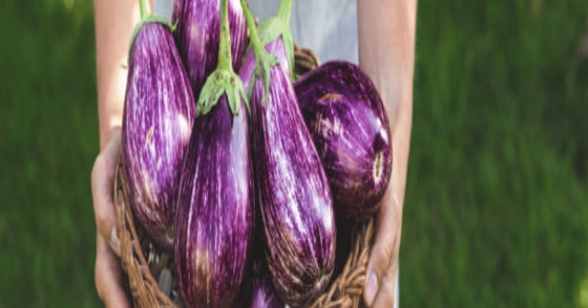 Health Benefits: Brinjal is full of amazing properties, it also takes care of the heart.