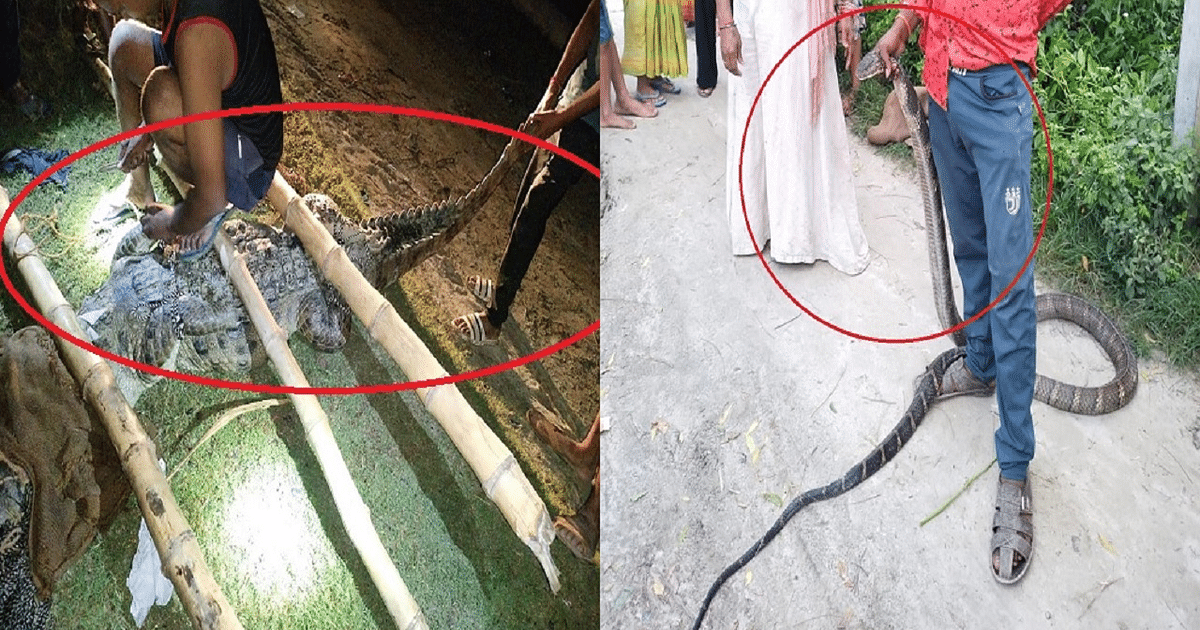 PHOTOS: In Bihar, people are tying a crocodile sitting on its back, they are catching a python and a cobra, see the pictures..