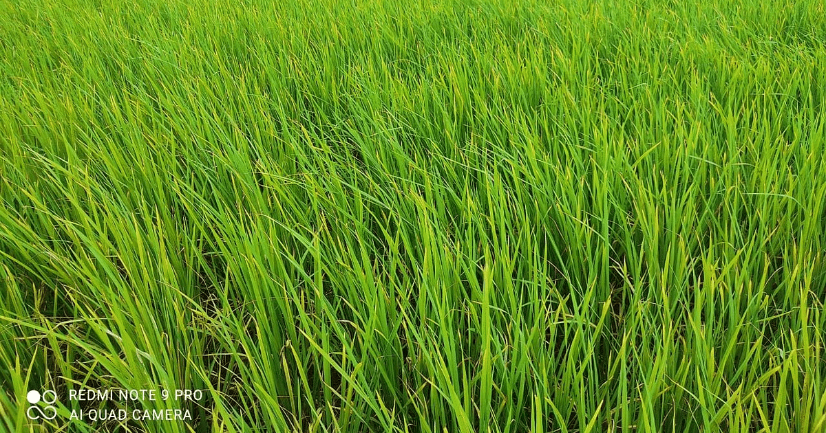Agriculture News Cultivation of Bihar's pride 'Mercha Paddy' increased by one and a half times in three years, know what is its specialty