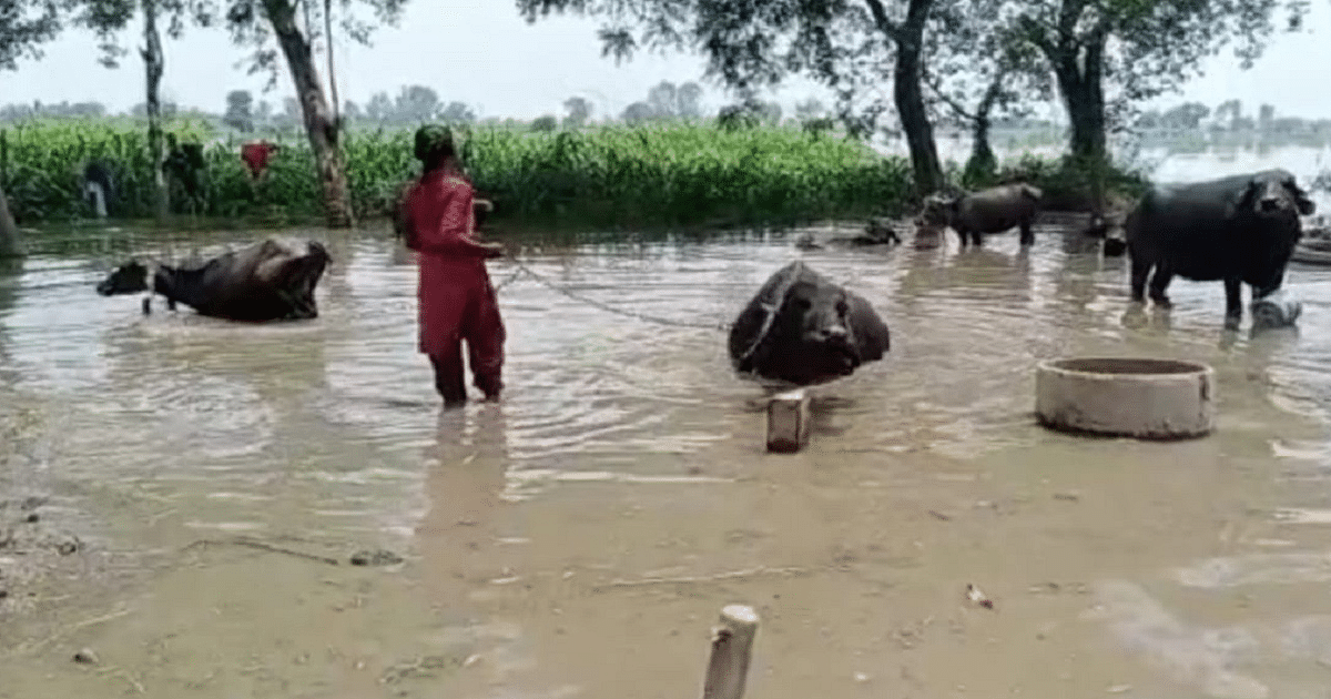 Bihar: Bagmati water entered half a dozen villages of Darbhanga, 500 acres of crops destroyed by Gandak in Begusarai.