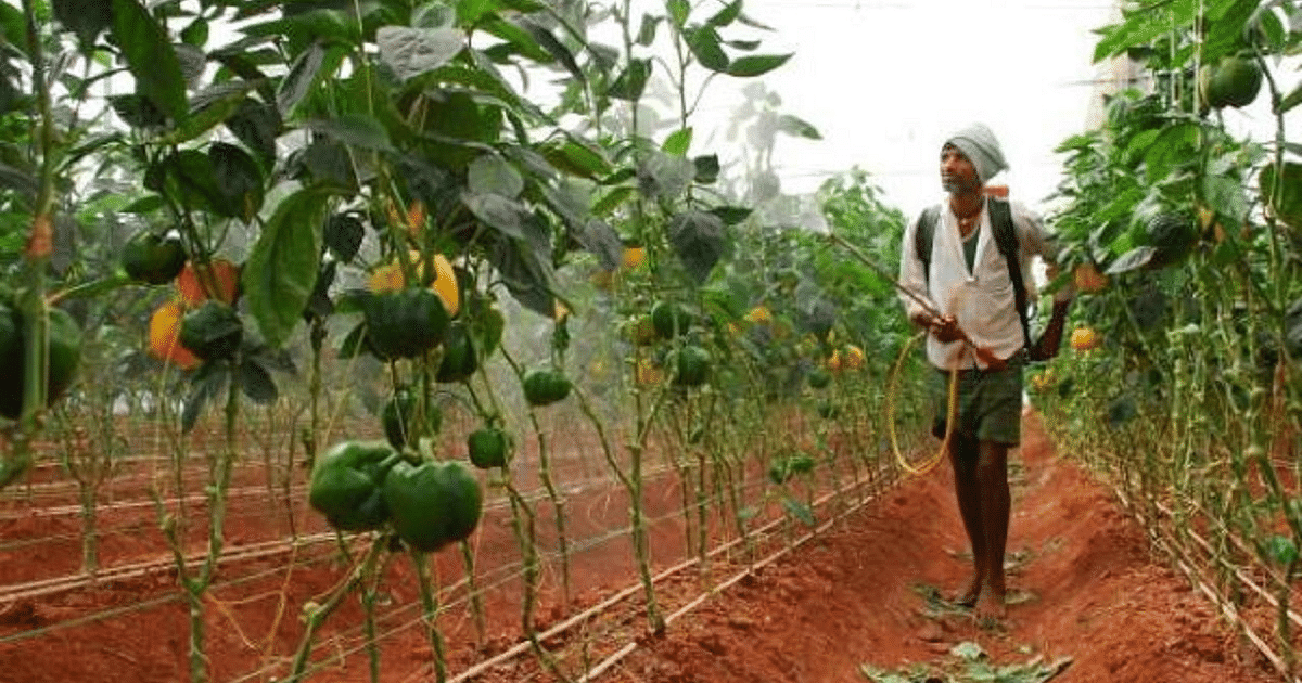 Bihar: Farmers will earn bumper, profit will be more than cost, know everything about this special capsicum.