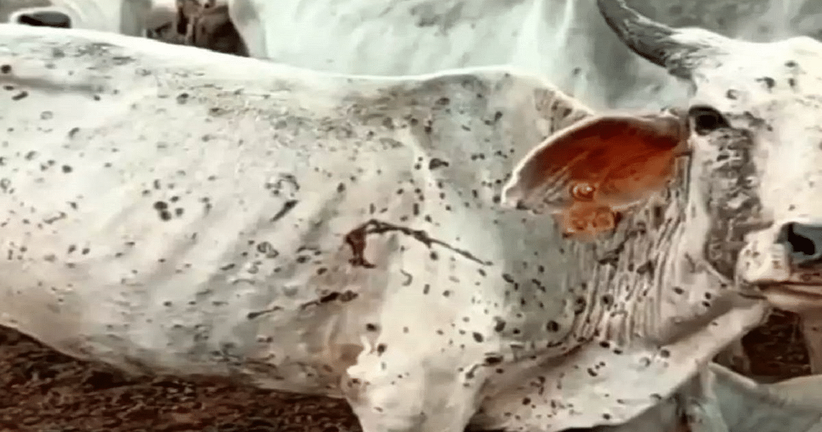 Bihar: Symptoms of lumpy virus in cattle, report sent to headquarters, know how it will be possible to control the disease. 