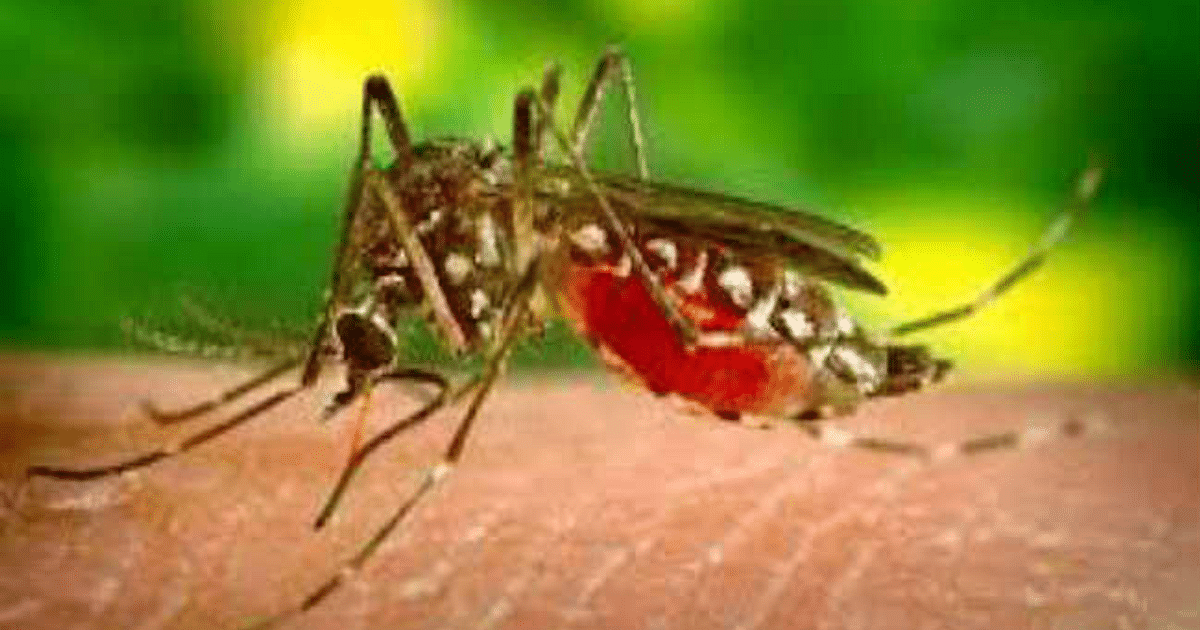 Dengue sting continues in Patna, 38 new patients found in 24 hours, figure crosses 298