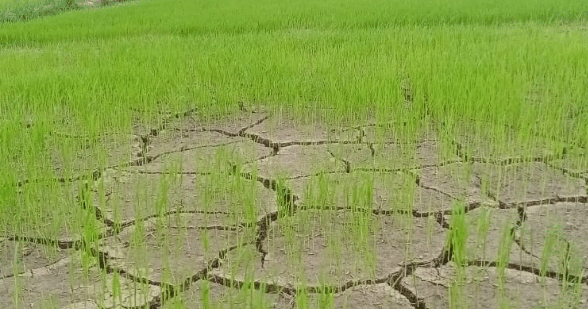 Farmers sad due to lack of rain in Siwan, cracks started appearing in paddy fields