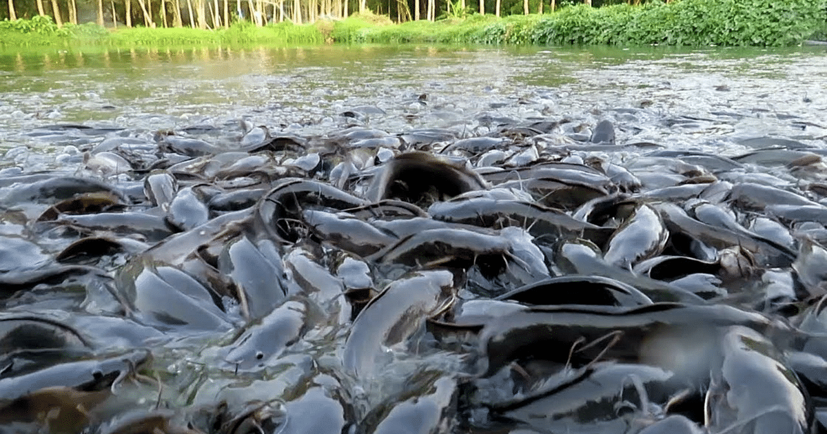 Fish Farming: Bihar is fourth in the country in fish production, know what is the condition of Patna in fish farming?