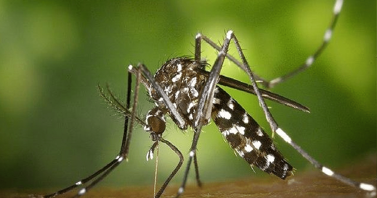 Five new cases of dengue in Gorakhpur, 38 patients found so far, ward reserved in BRD Medical College
