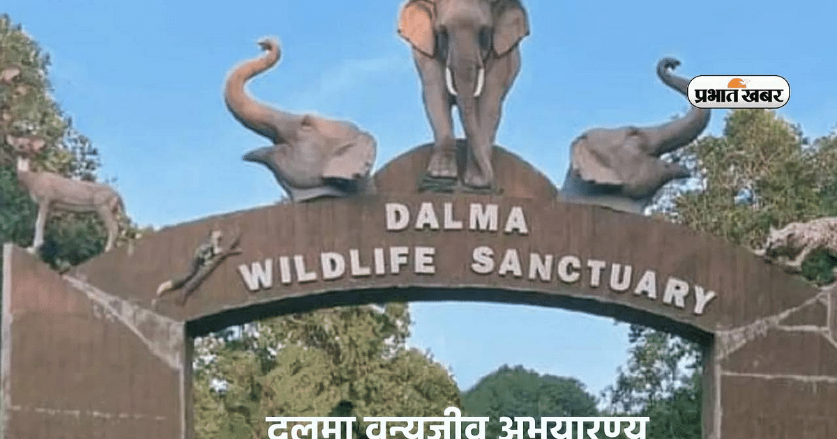 If you want to visit Dalma Wildlife Sanctuary, then know when to come here