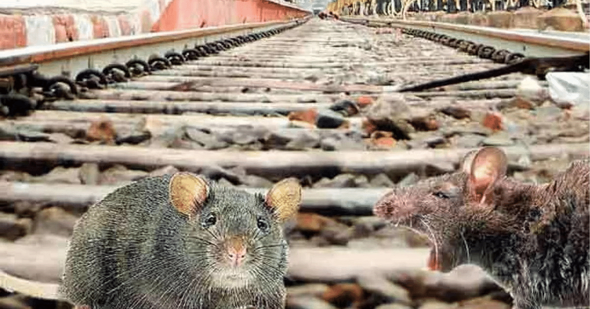 Lucknow division spent Rs 69 lakh in 3 years to catch rats, got 186 rats, now NR gave clarification