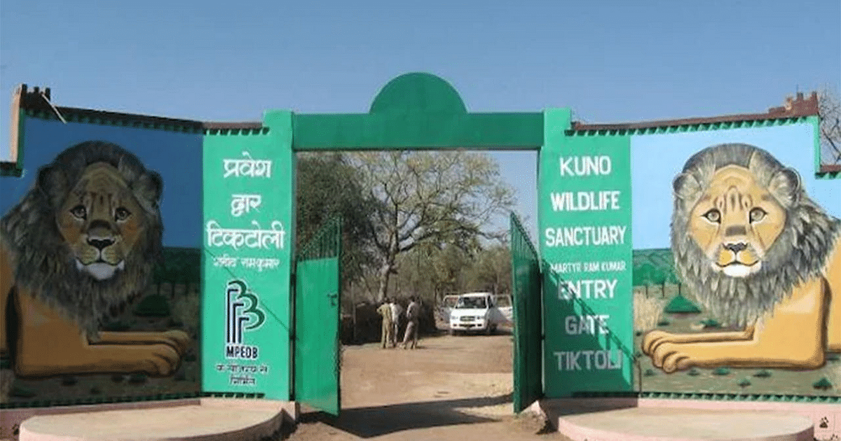 Madhya Pradesh plans to start Cheetah Safari to promote Kuno Tourism