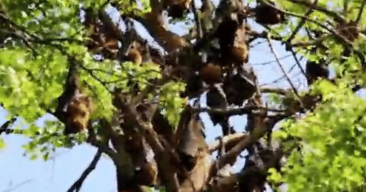 Nipah Virus is spread by bats!  Two died in Kerala, lockdown imposed in 7 areas