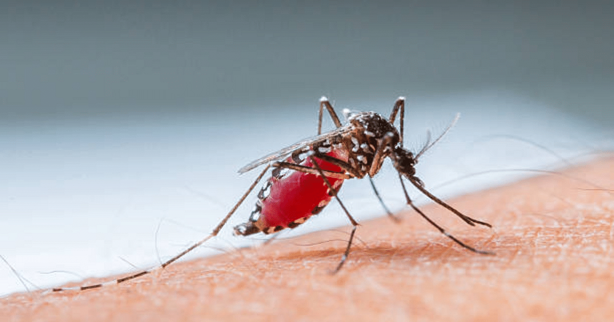 Number of dengue victims in Ranchi is 56, 50 percent report positive from rural areas