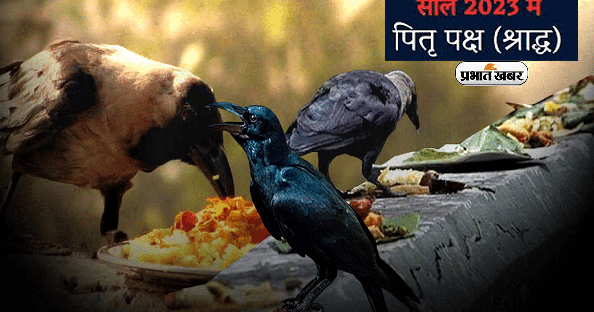 Pitru Paksha 2023: Why is it important to feed crow, cow, dog and ant during Pitru Paksha?