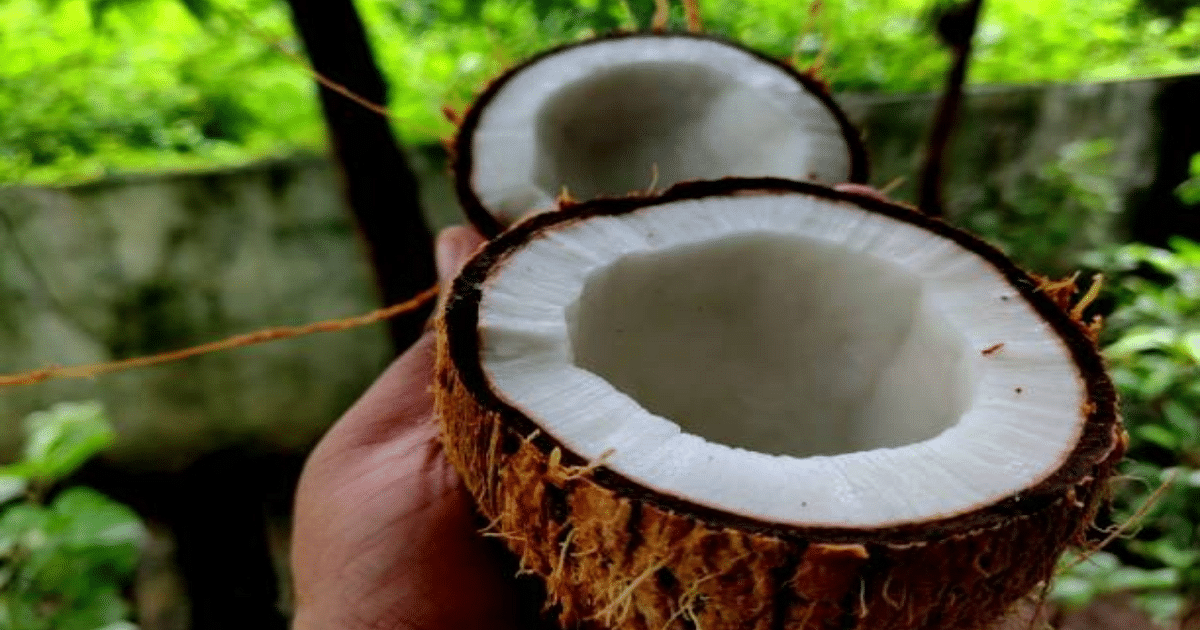 World Coconut Day 2023: From enhancing beauty to weight loss, coconut has amazing benefits.