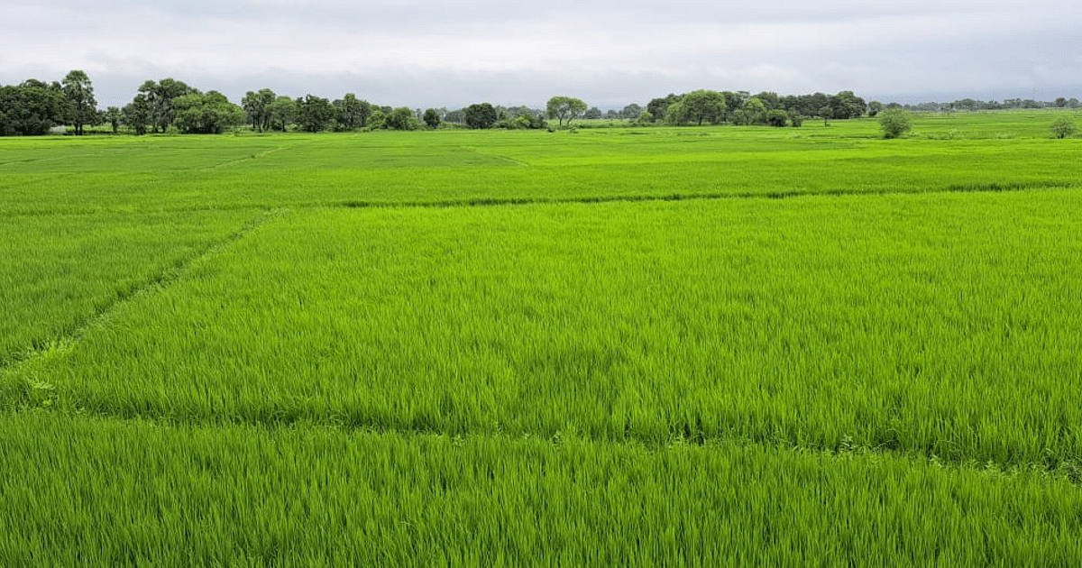 Godda: Due to the effect of low pressure and cyclone, heavy rain in Hathiya Nakshatra, paddy crop is flourishing.
