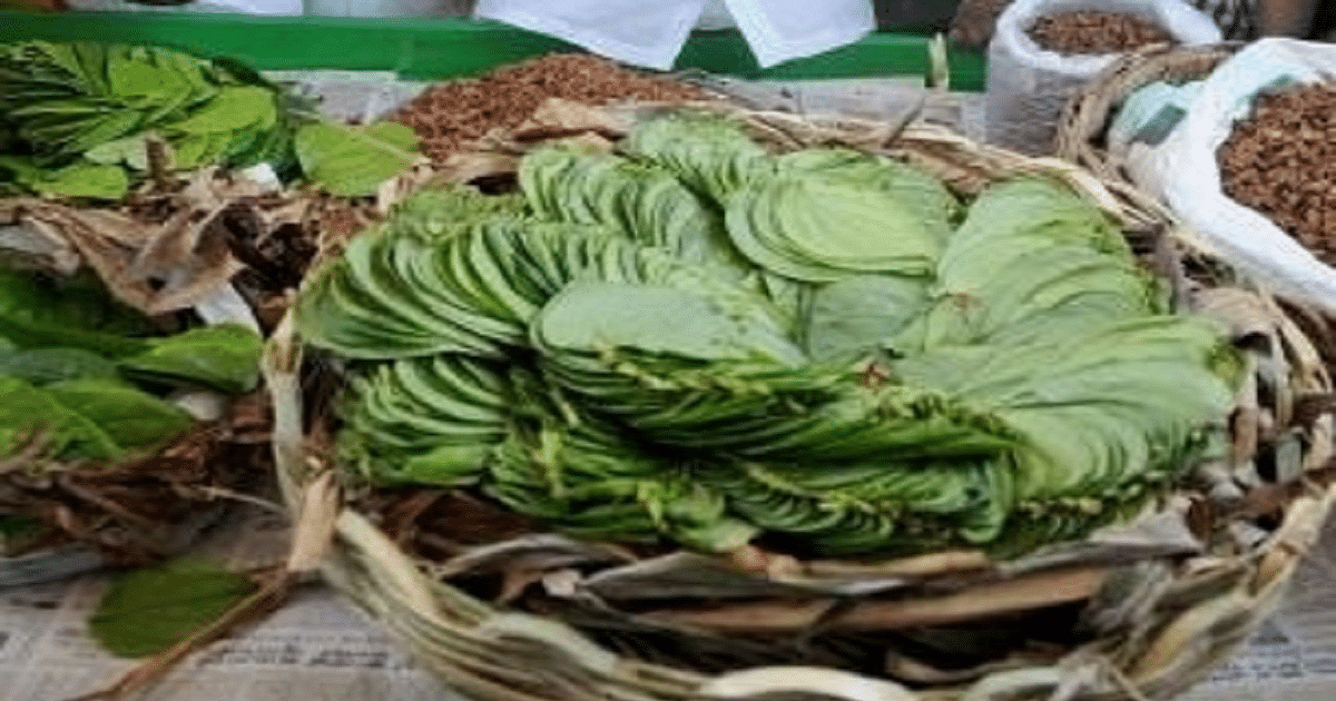 PHOTOS: This Navratri, do these remedies with betel leaves, your problems will disappear in a jiffy.