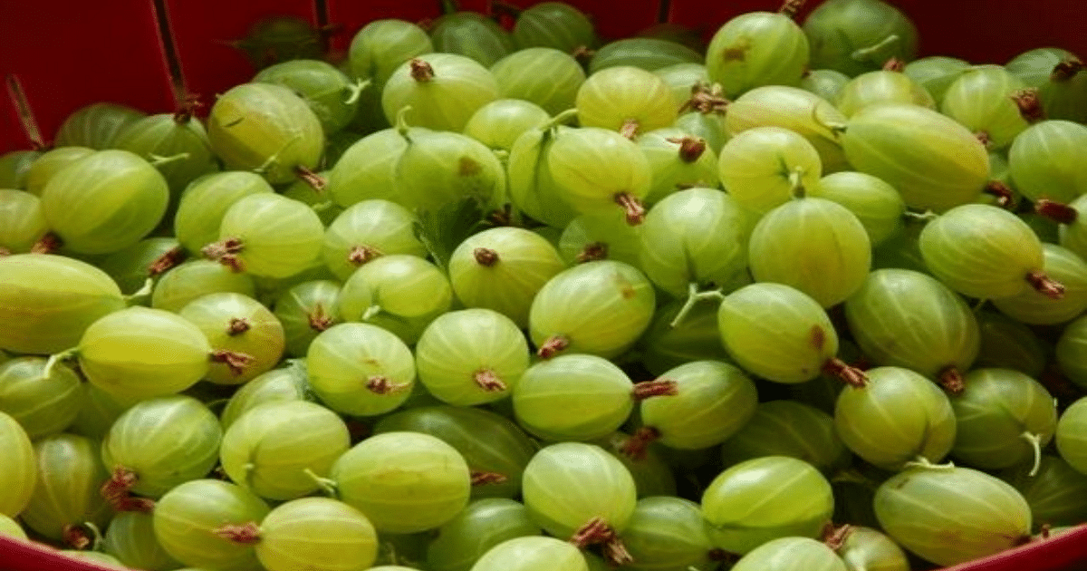 Amla Benefits: Eat Amla daily in winter, you will stay away from these diseases