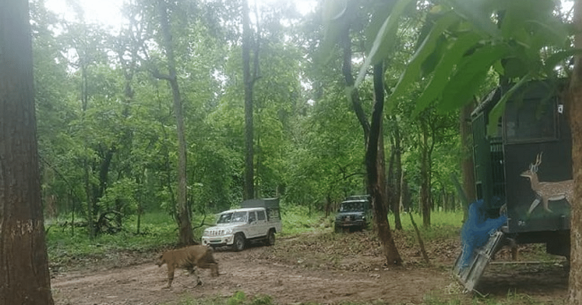 Animals coming out of forest to residential areas in Bagaha, tiger seen walking on state highway, panic among people