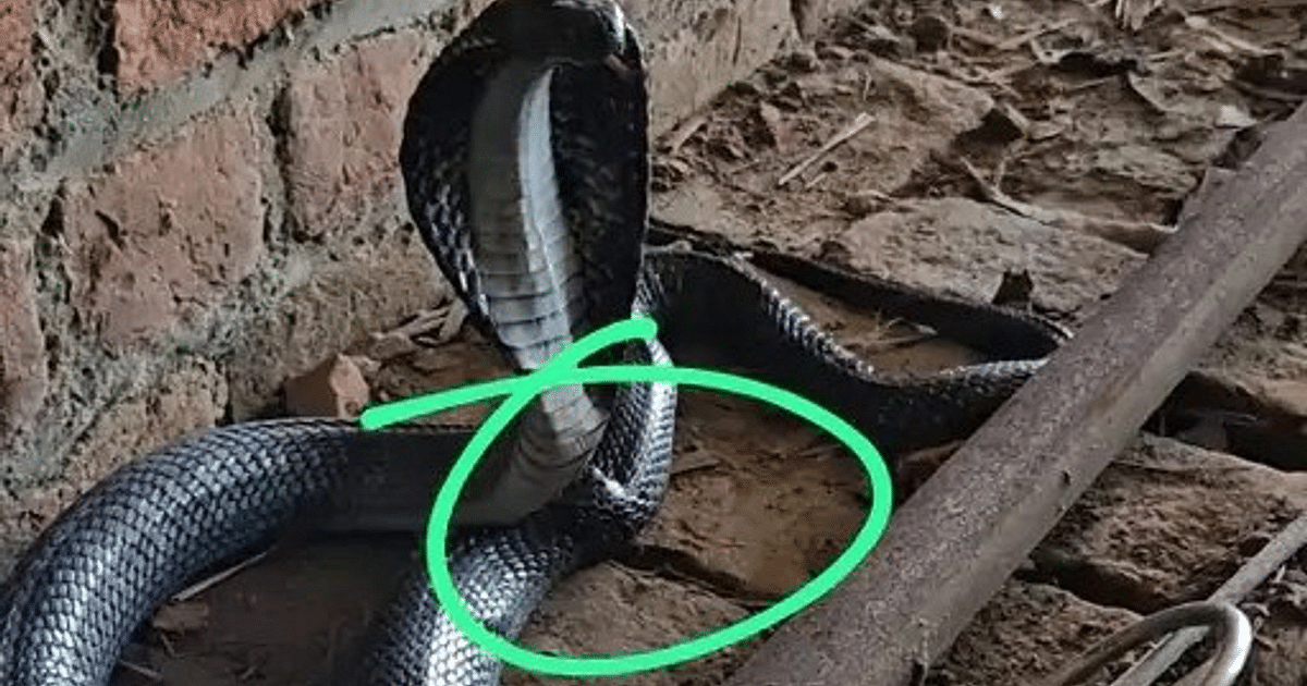 Badaun: Cobra snake injured during rescue, sent to Delhi for treatment on intervention of MP Maneka Gandhi