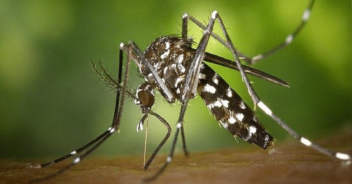 Dengue: Three died again due to dengue in 24 hours in Bengal, 1276 people became victims of dengue in a week in the metropolis.