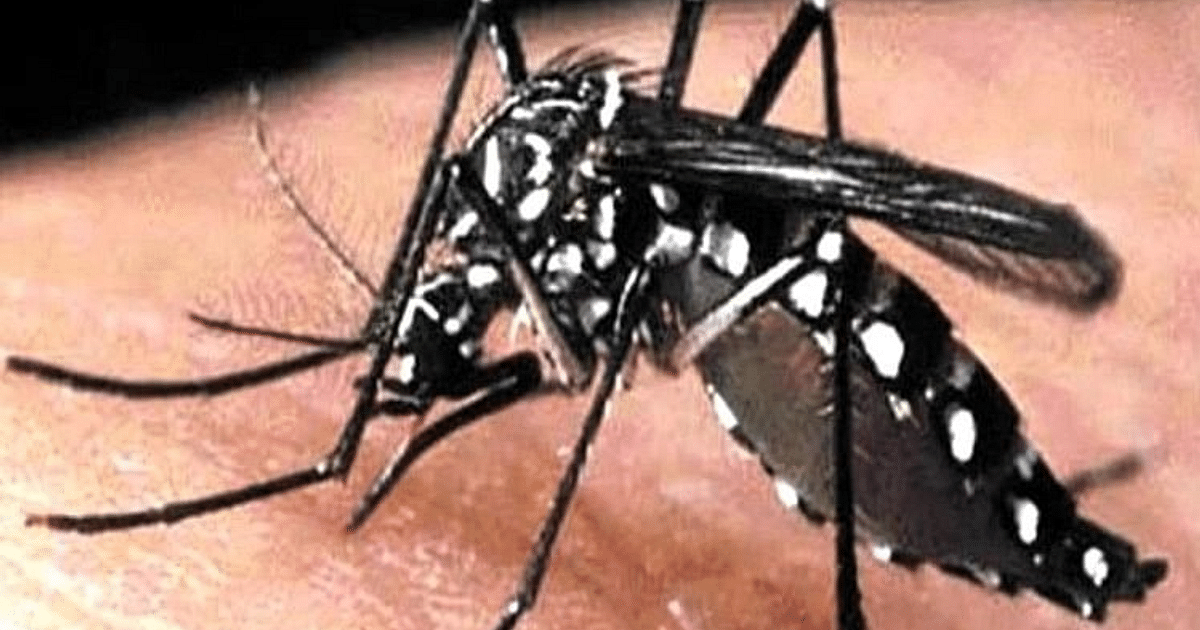 Dengue increasing rapidly in Gorakhpur, 15 new patients found in the city, panic in health department 