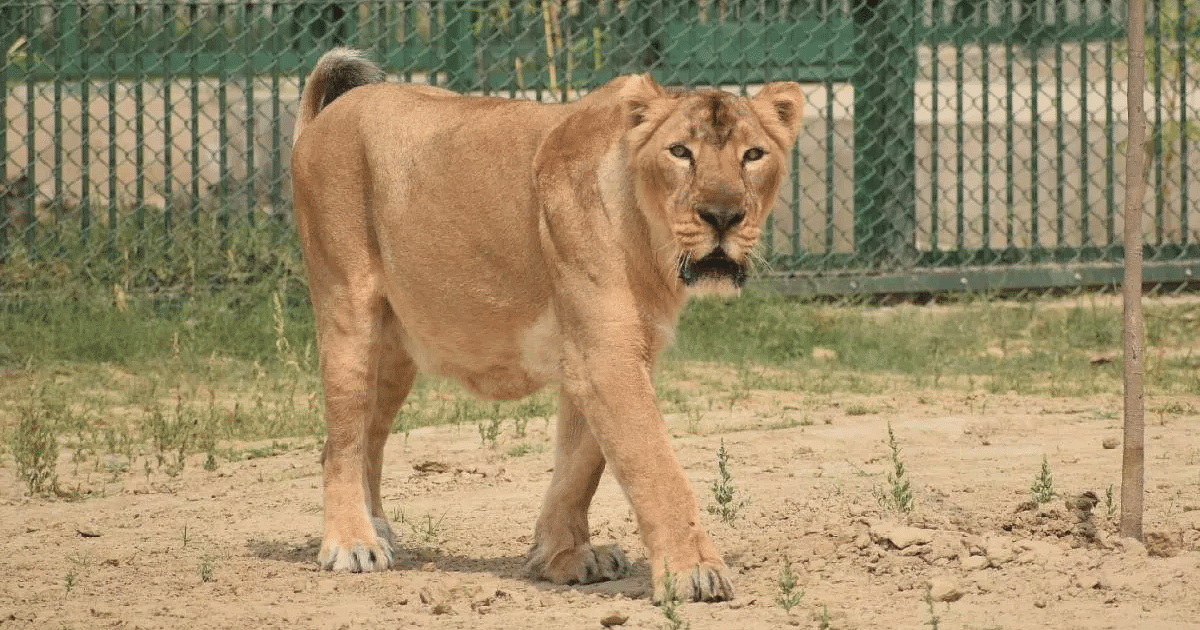 Gorakhpur: Zoo's lioness Maryam, 19 years old, is also healthy, her siblings have already left her.