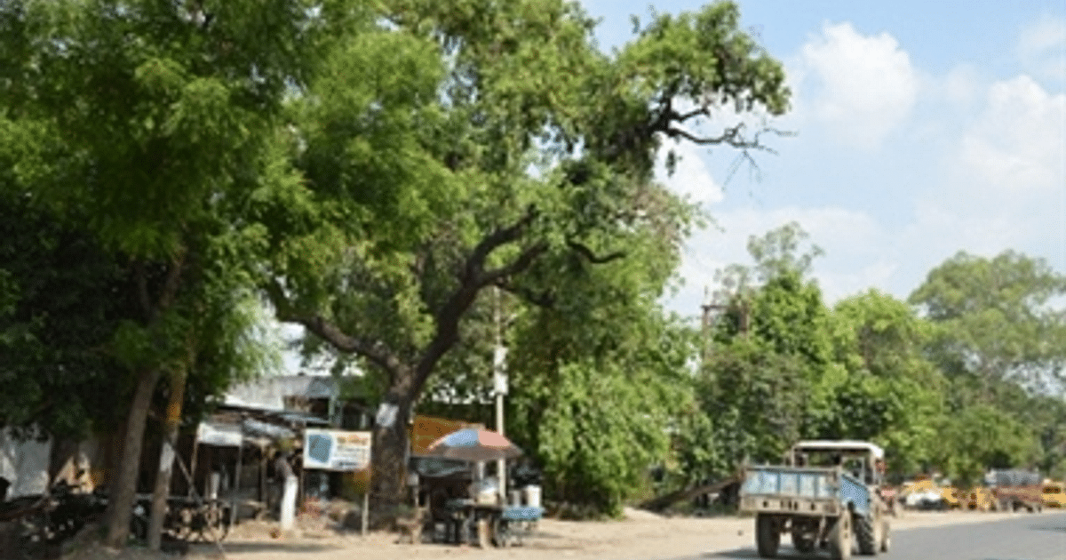 In the widening of Bettiah-Narkatiyaganj road, 5400 shade trees will be 'killed', only 3800 trees will be shifted.