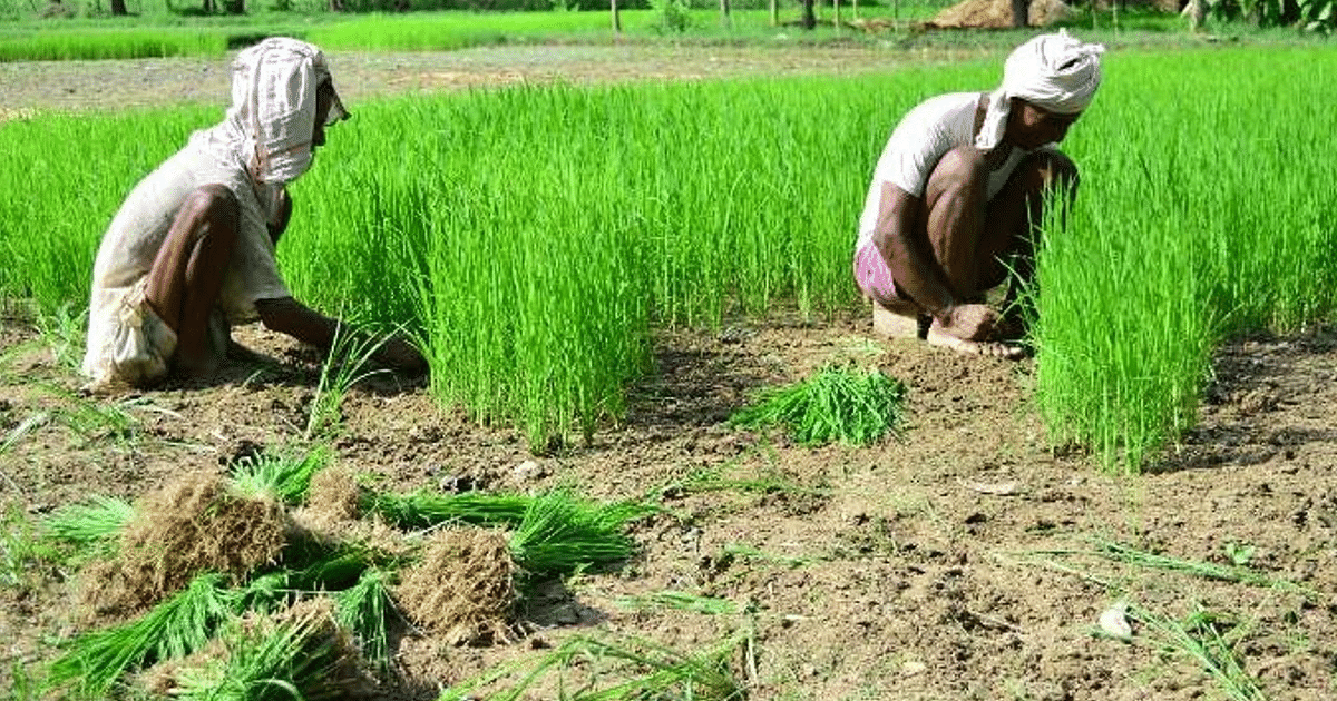 Paddy farmers did not get timely payment due to negligence of officials in Lohardaga