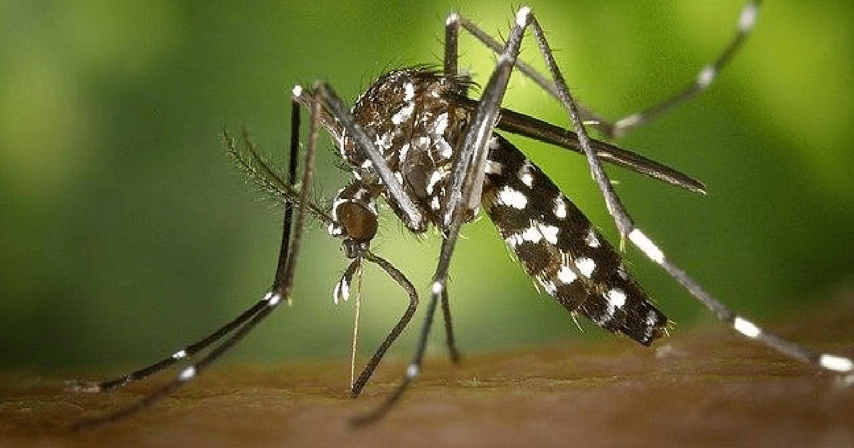 Three died due to dengue in Bihar, uproar over death in Danapur, 228 patients found in Patna in one day.
