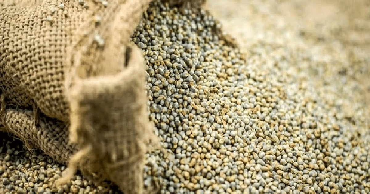 UP government will buy 5.82 lakh MT of coarse grains from farmers, focus on purchasing 5 lakh tonnes of millet, these districts will get benefit...