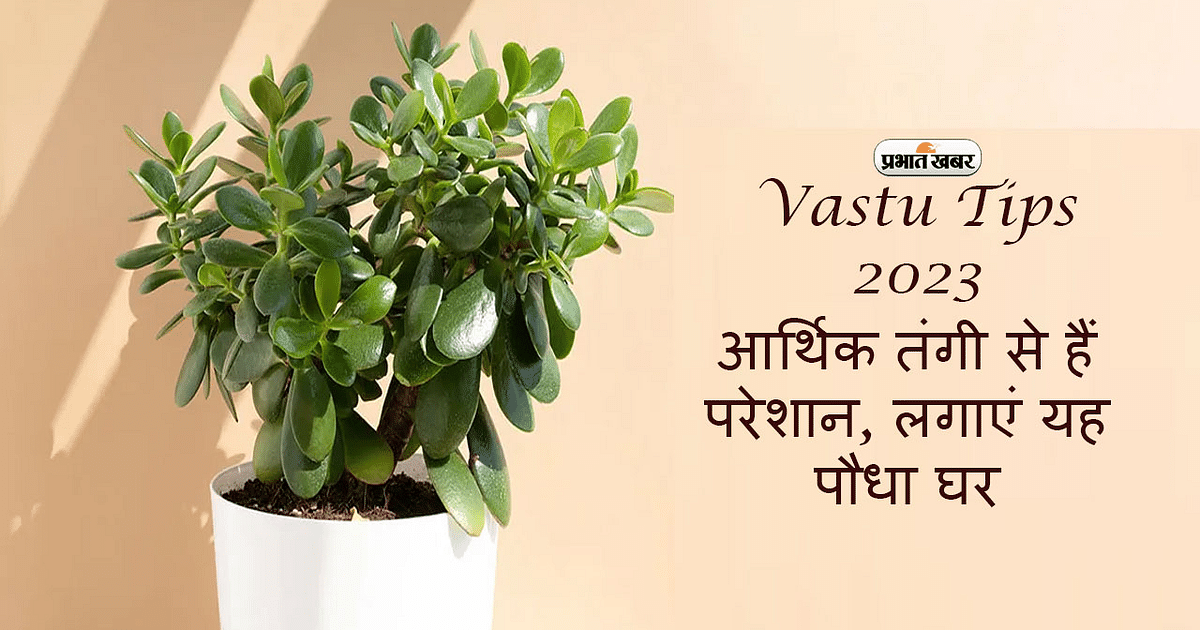 Vastu Tips 2023: Troubled by financial constraints, plant this plant, it will fill your house with money.