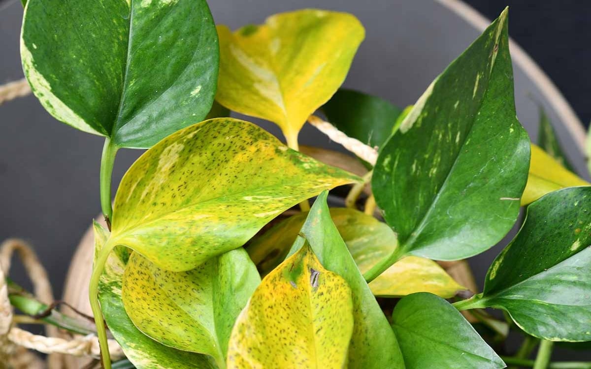 Has the money plant turned yellow?  Do these measures, then you will become green again