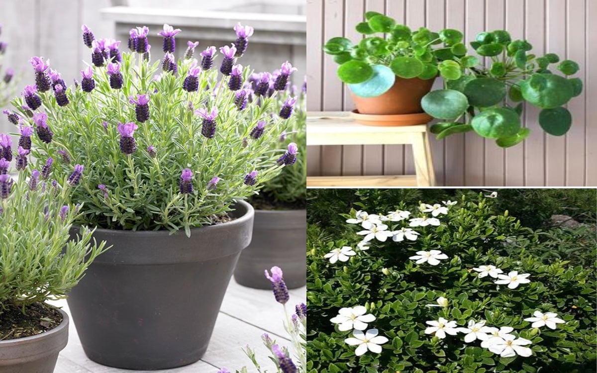 Diwali 2023: Plant these 10 plants in your homes this Diwali, the doors of luck will open.