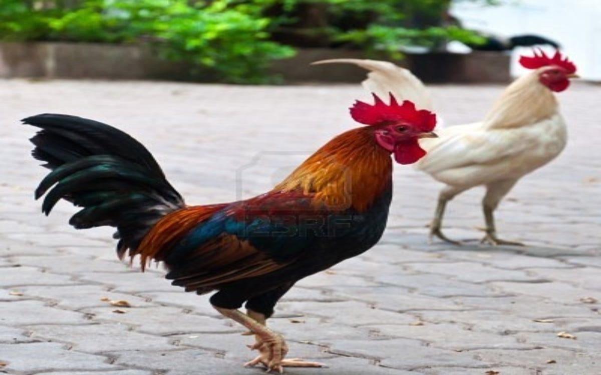 Oh My God!  People around the world eat so many chickens in a day, the figure is shocking.