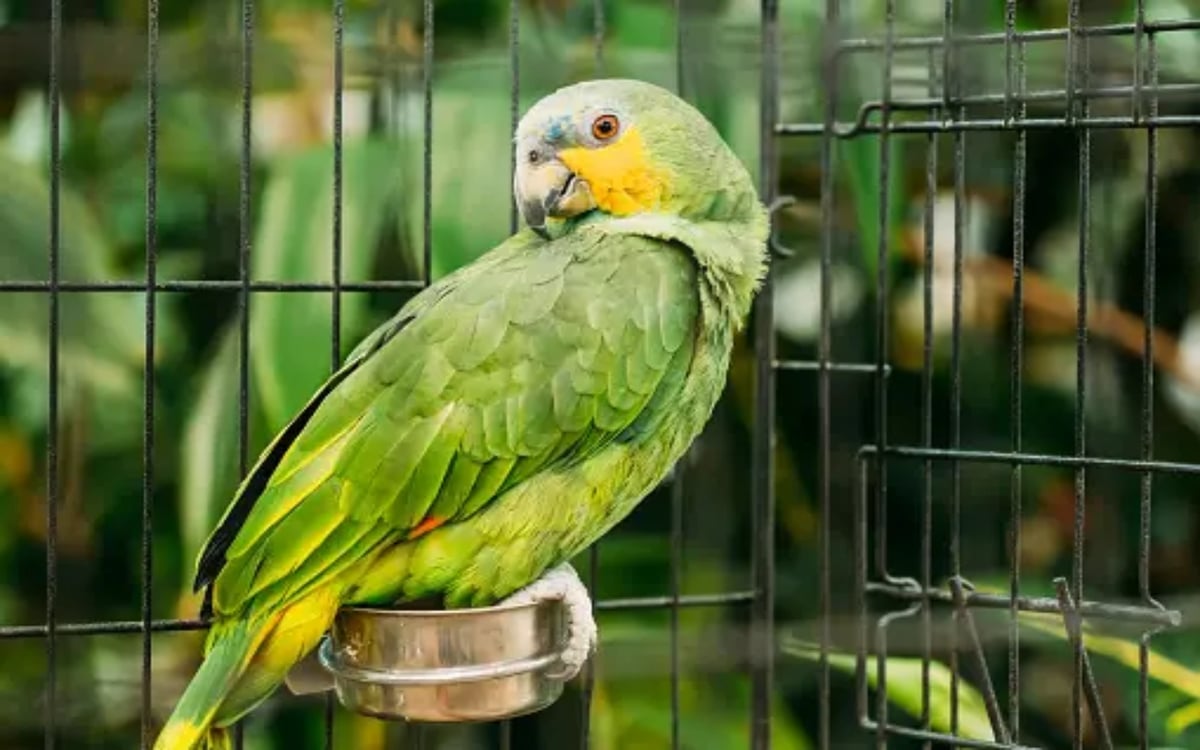 Vastu Tips: Placing a picture of green parrot in THIS direction of house is  considered auspicious – India TV