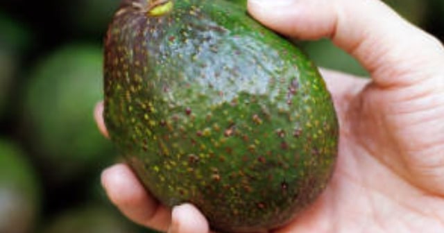Avocado reduces the risk of diabetes, know its more amazing properties