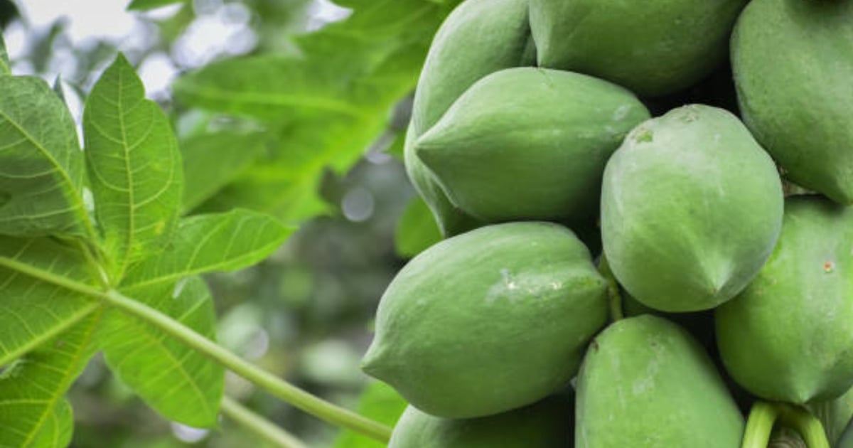Raw papaya is a powerhouse of nutrition, besides relieving period cramps, it is also beneficial for the heart.