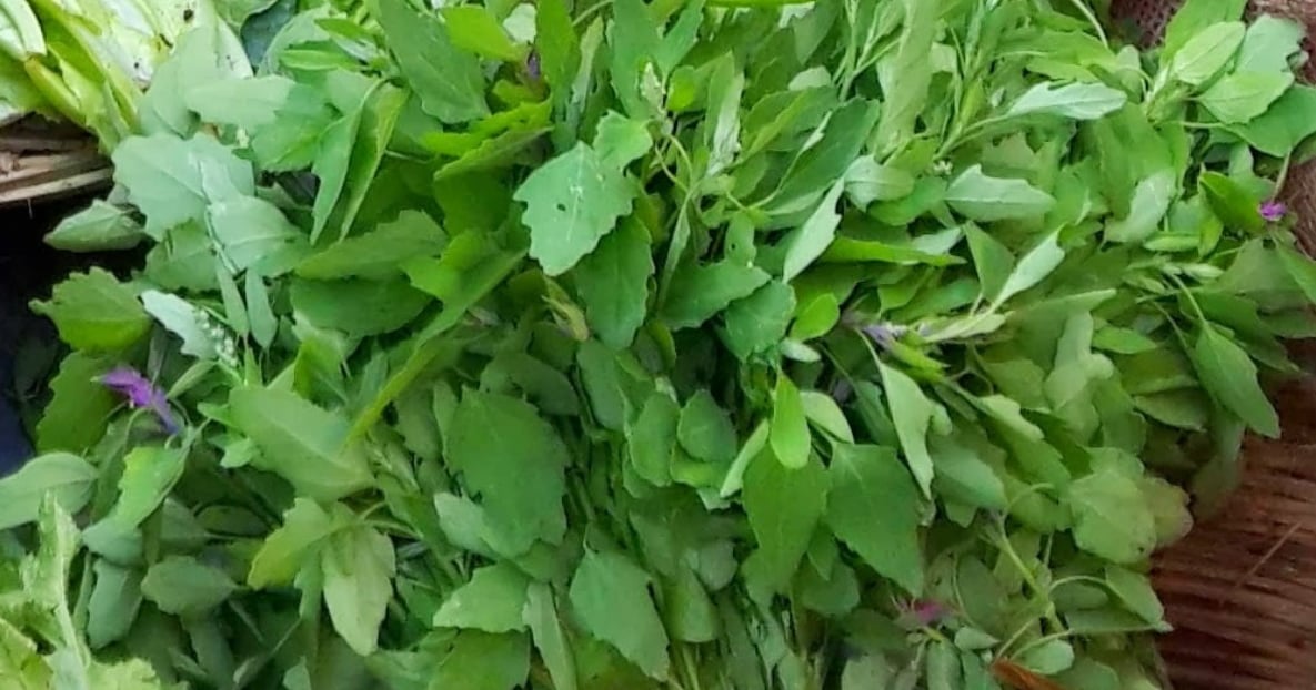 There are many benefits of eating Bathua Saag in winter, know its healthy properties.