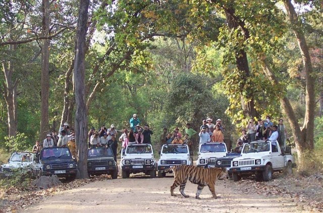 A group of Ukraine and Russia reached Valmiki Tiger Reserve, foreign tourists were surprised to see the beauty of Bihar.