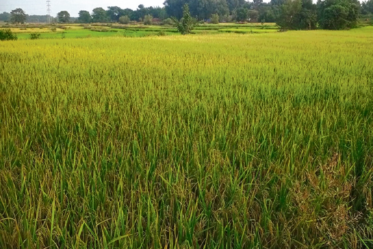 After the drought, another big crisis has come on the farmers of Jharkhand, the paddy crop is turning black, the agriculture department is worried.