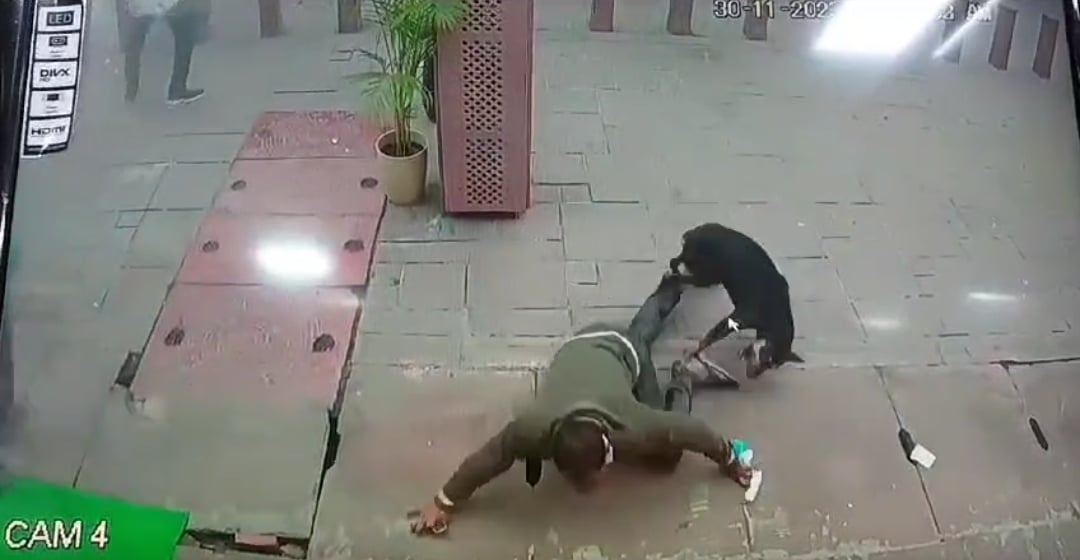 Agra news: Dog attacks tourist who came to see Taj Mahal, case captured in CCTV