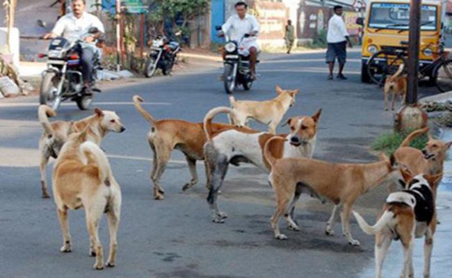 Attention  In Lucknow, due to the sound of fireworks on Diwali, dogs attacked, 200 people were scratched.