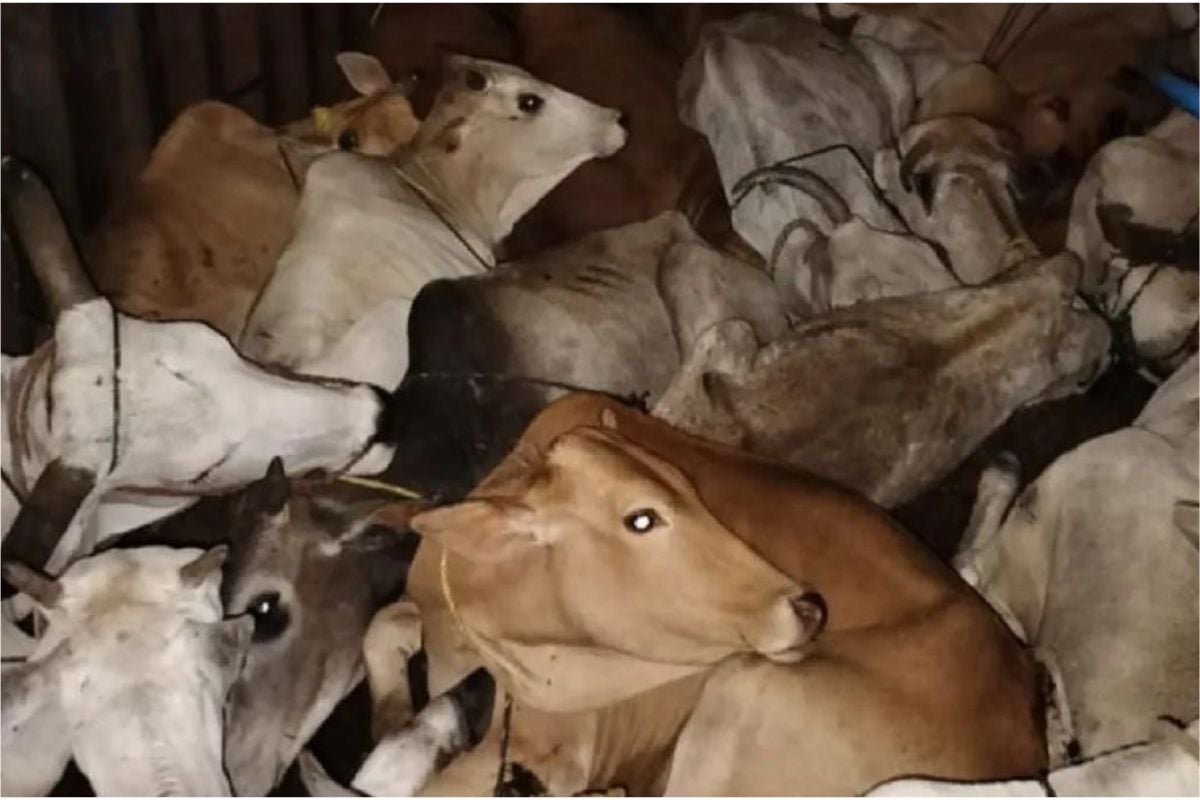 Cow smuggling continues from Panagarh market, police silent, BJP leader accuses administration of collusion